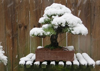 Επίδραση του παγετού στα δέντρα bonsai