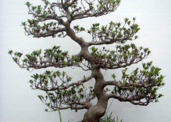 Επείγουσα θεραπεία για άρρωστα bonsai