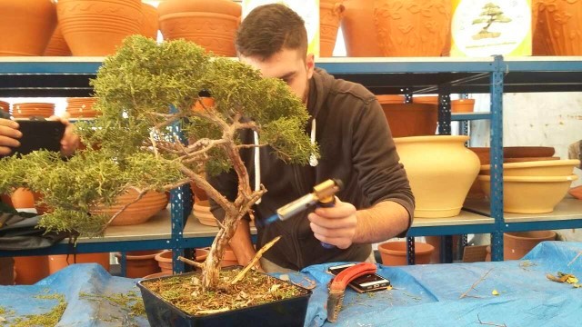 11DecWorkshop bonsaiforum (3)