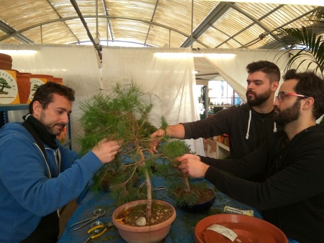 11DecWorkshop bonsaiforum (36)