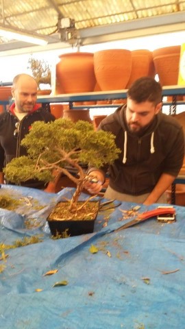 11DecWorkshop bonsaiforum (41)