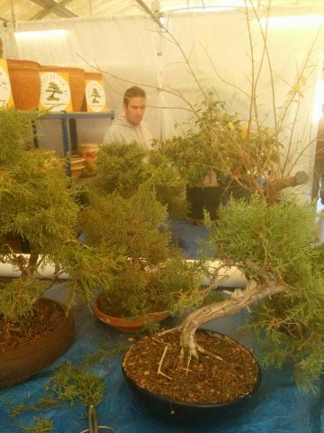11DecWorkshop bonsaiforum (45)