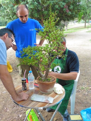 workshop bonsaiforum.gr 16 10 2016 (1)