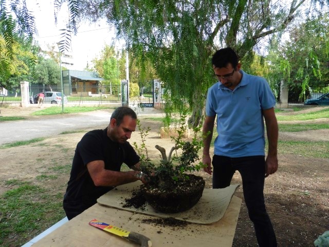 workshop bonsaiforum.gr 16 10 2016 (17)