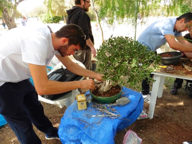 workshop bonsaiforum.gr 16 10 2016 (40)