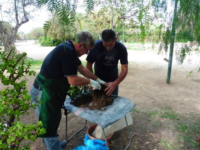 workshop bonsaiforum.gr 16 10 2016 (7)