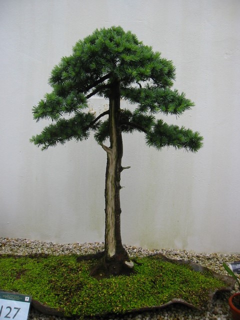Cedar bonsai, Birmingham Botanical Gardens (Custom)